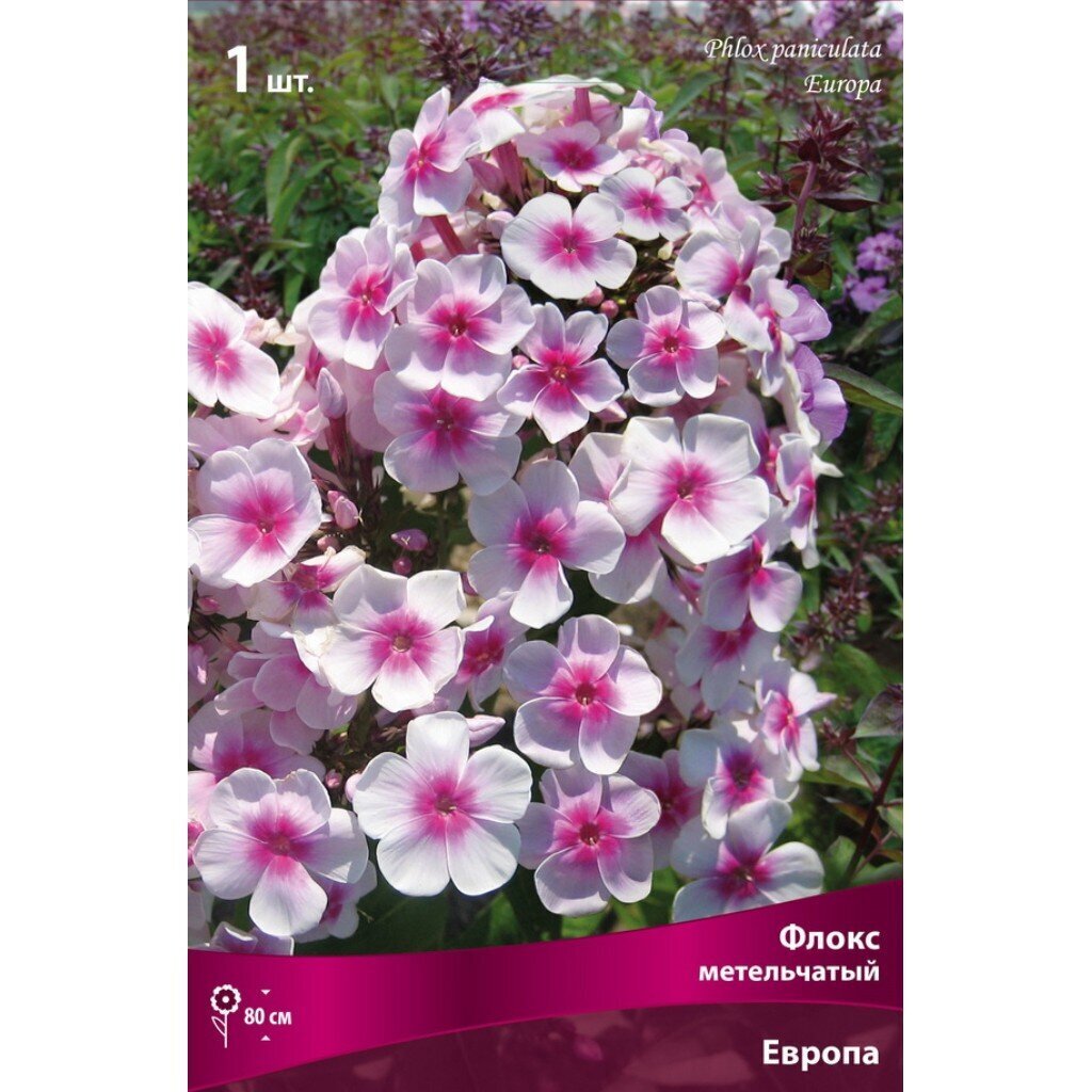 Корневище Флокс метельчатый, Европа