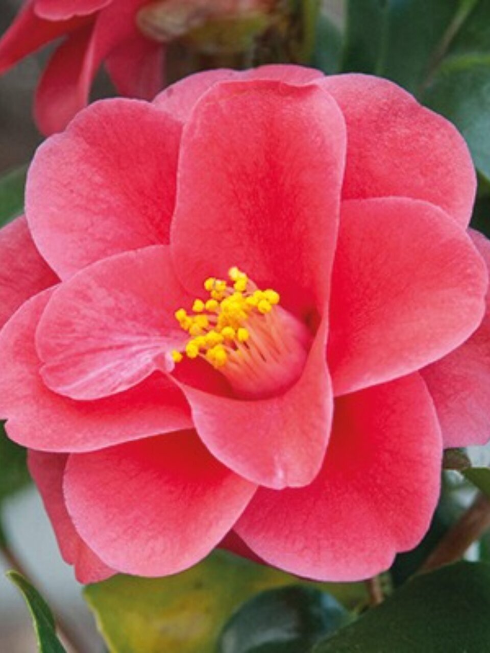 Саженцы Камелия японская, Мэри Виллимсен, 820626