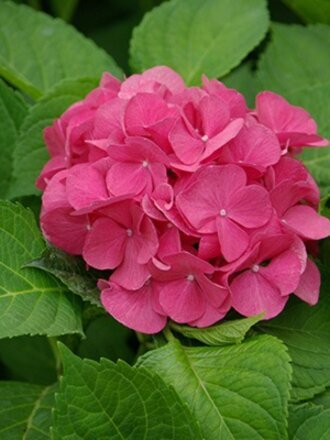 Саженцы Гортензия крупнолистовая, Сибилла, 750419