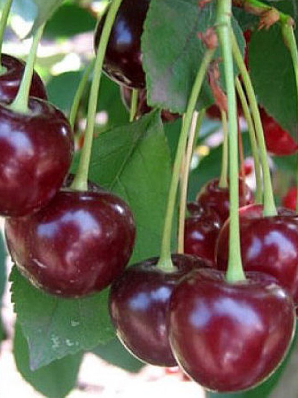 Саженцы Вишня, Ночка, дюк, 763497