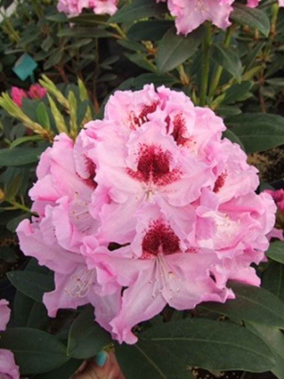 Саженцы Рододендрон гибридный, Королева Ядвига, 00000834926