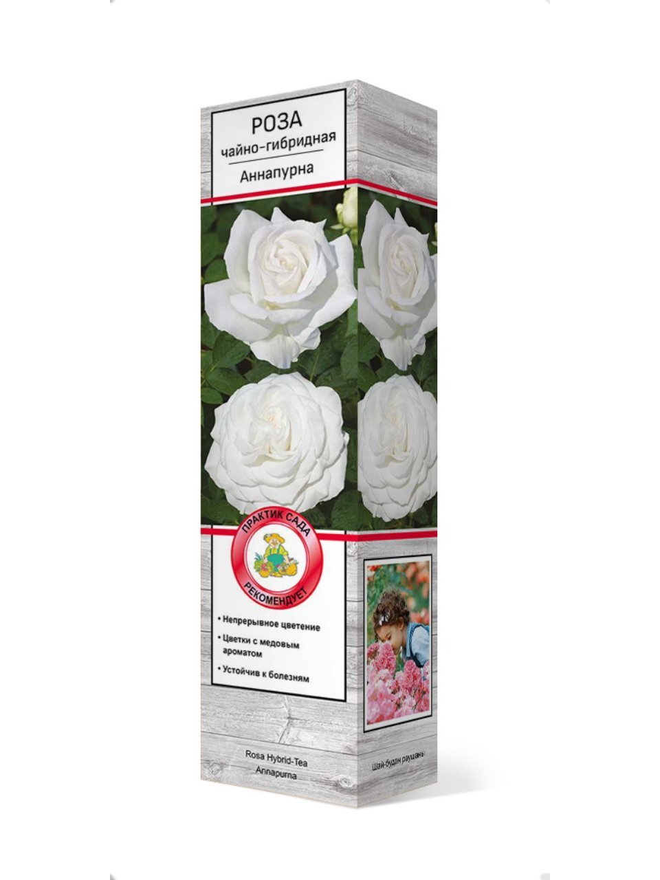 Саженцы Роза чайно-гибридная, Аннапурна, 751961