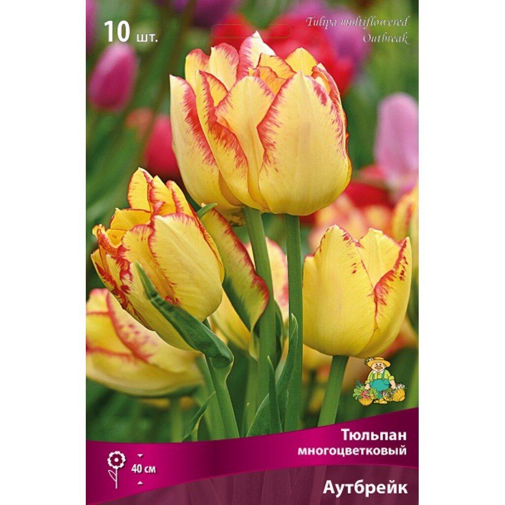 Луковицы Тюльпан многоцветковый, Аутбрейк, 12+/К, 10 шт