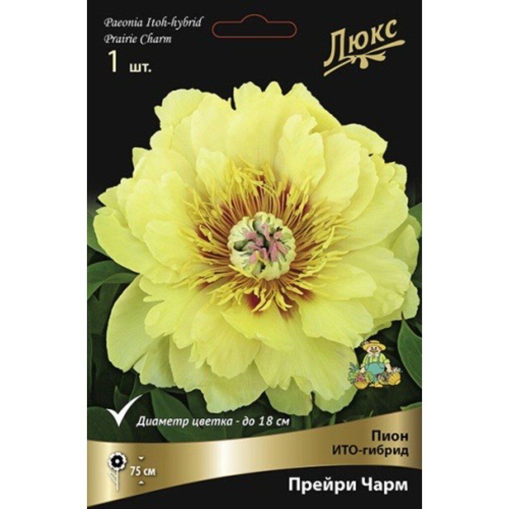 Пион ИТО-гибрид Прейри Чарм, 3-5/К