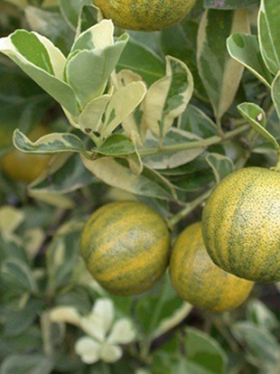 Саженцы Цитрус Лимон, Вариегата, 750582