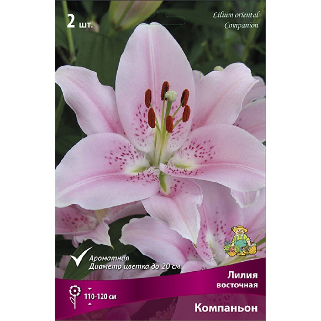 Луковицы Лилия восточная, Компаньон, 14-16/К, 2 шт