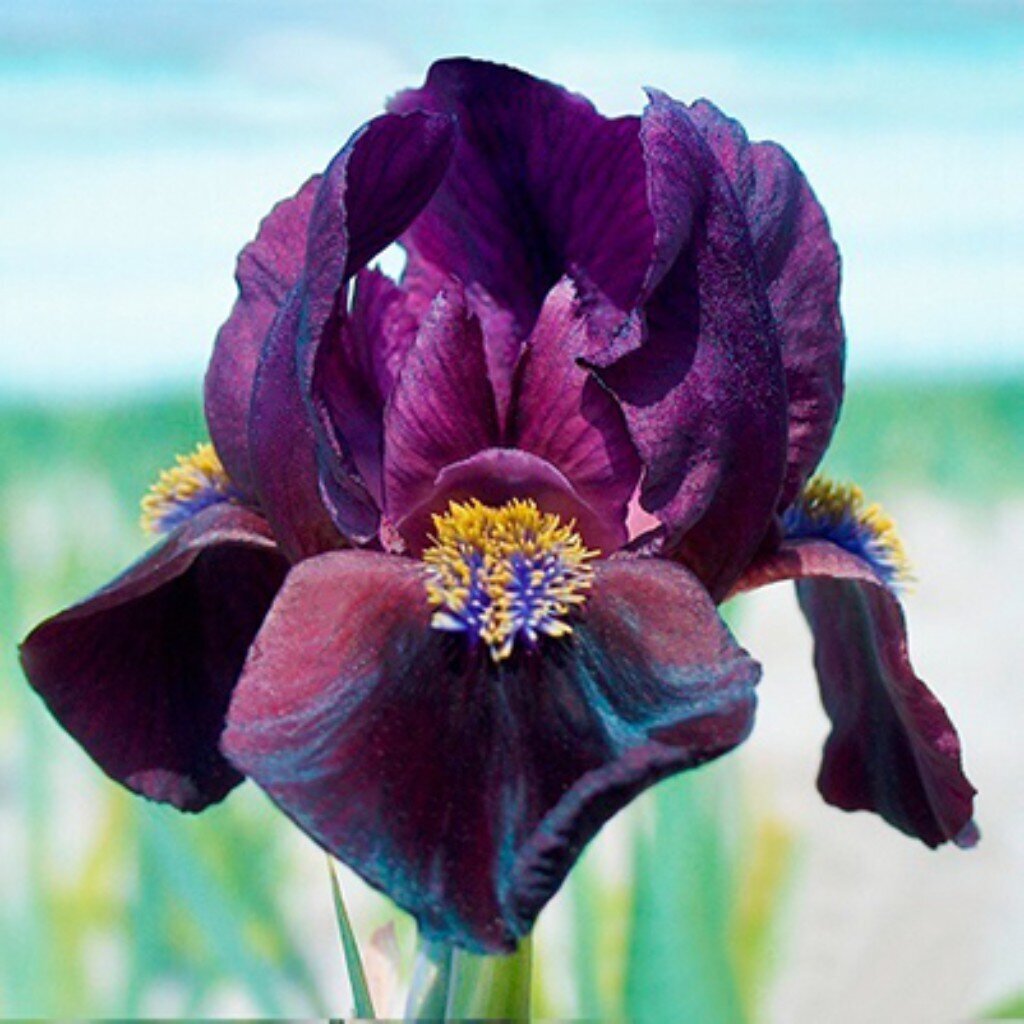 Луковицы Ирис карликовый, Демон