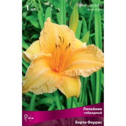 Корневище Лилейник гибридное, Берти Феррис, оранжевый гофрированное