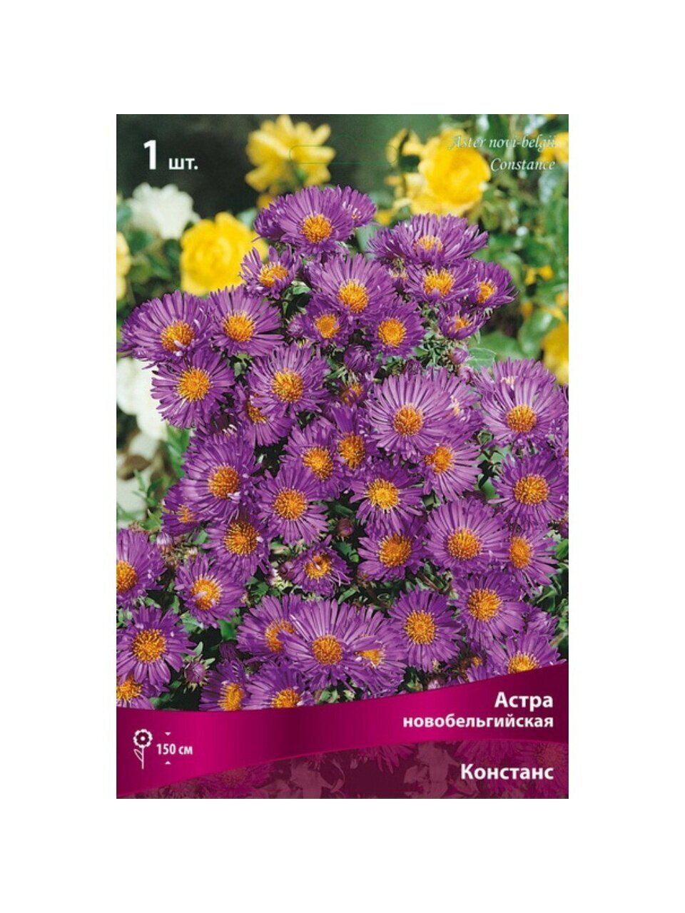 Корневище Астра новобельгийская, Констанс