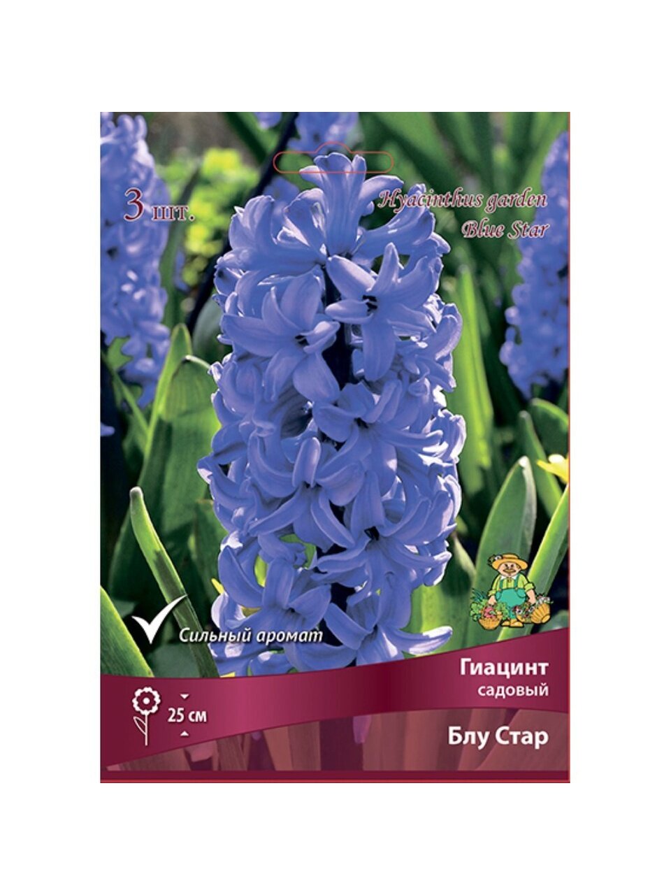 Луковицы Гиацинт садовый, Блу Стар, 14-15/К, 3 шт