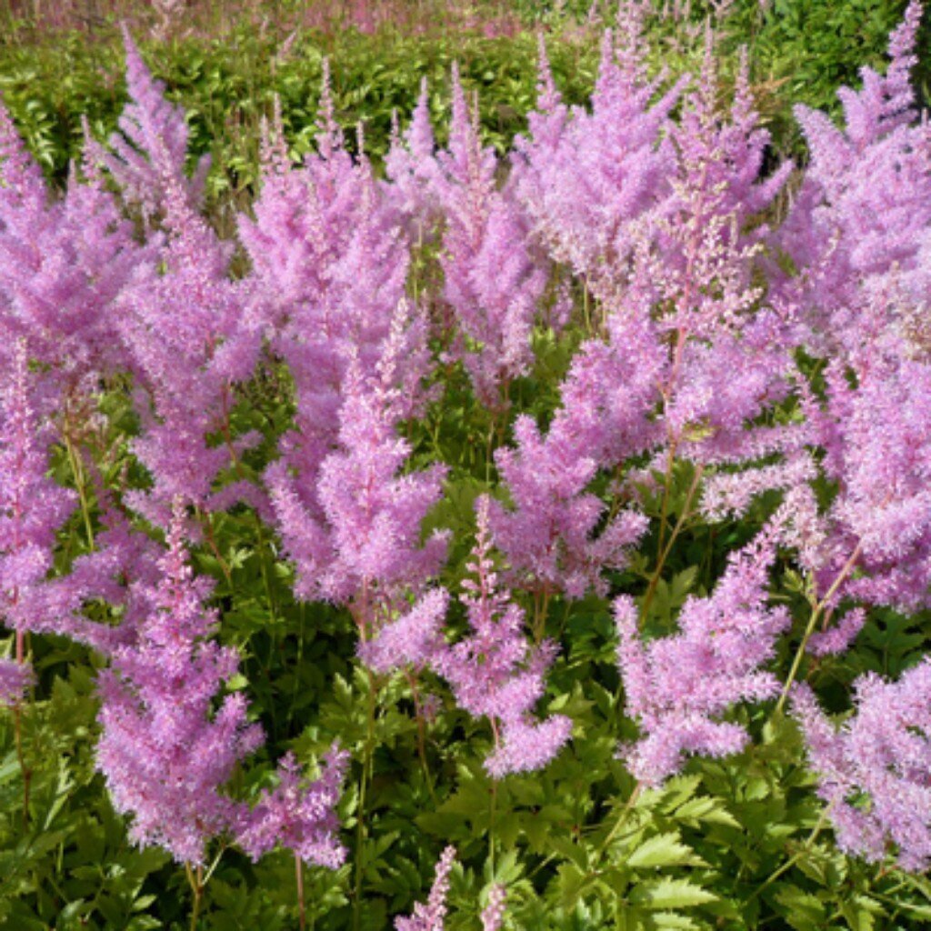 Корневище Астильба Арендса, Гиацинт