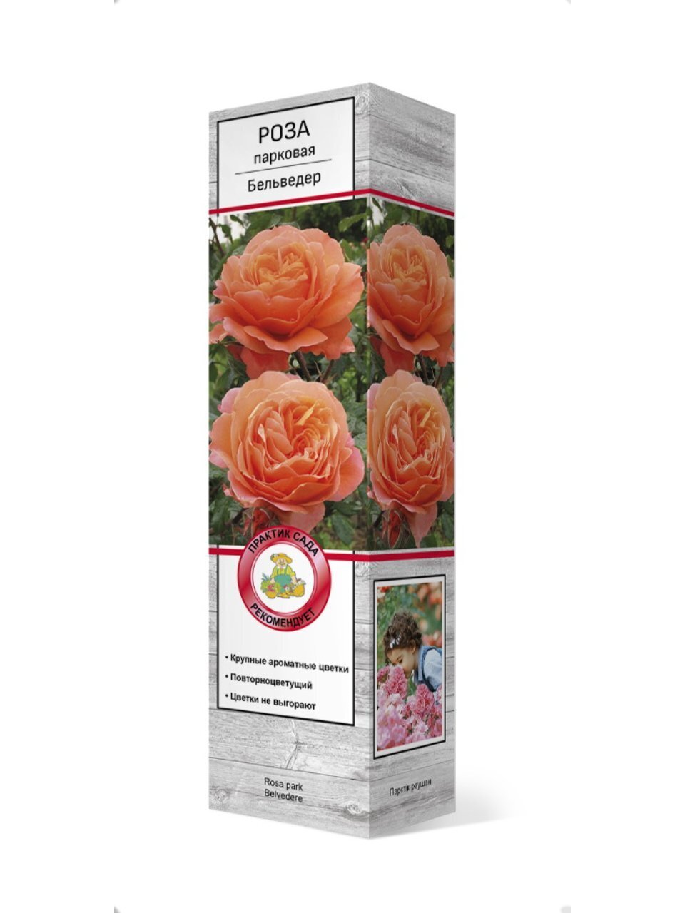 Саженцы Роза парковая, Бельведер, 810790