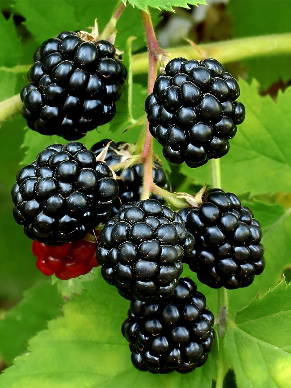 Саженцы Ягода Ежевика, Бакингем Тейберри, Ежемалина (малина х ежевика)