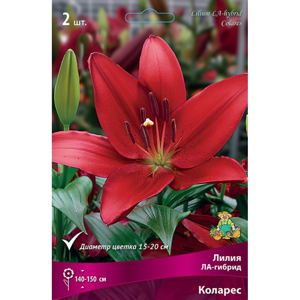 Луковицы Лилия ЛА-Гибрид, Коларес, 14-16, 2 шт