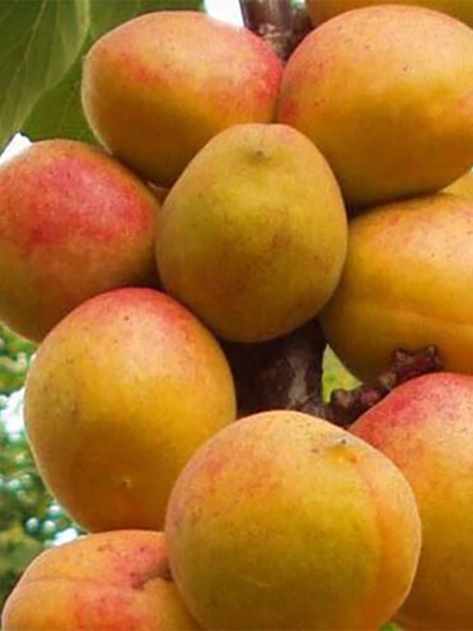 Саженцы Абрикос, Чемпион Севера, 00000834986