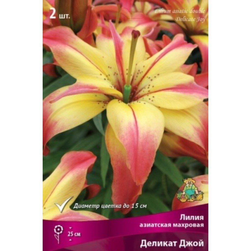 Луковицы Лилия азиатская, Деликат Джой, 14-16/К, 2 шт