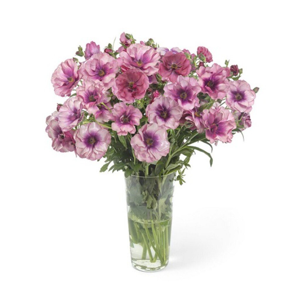 Луковицы Лютик гибридный &amp;quot;Баттерфляй&amp;quot;, Фива