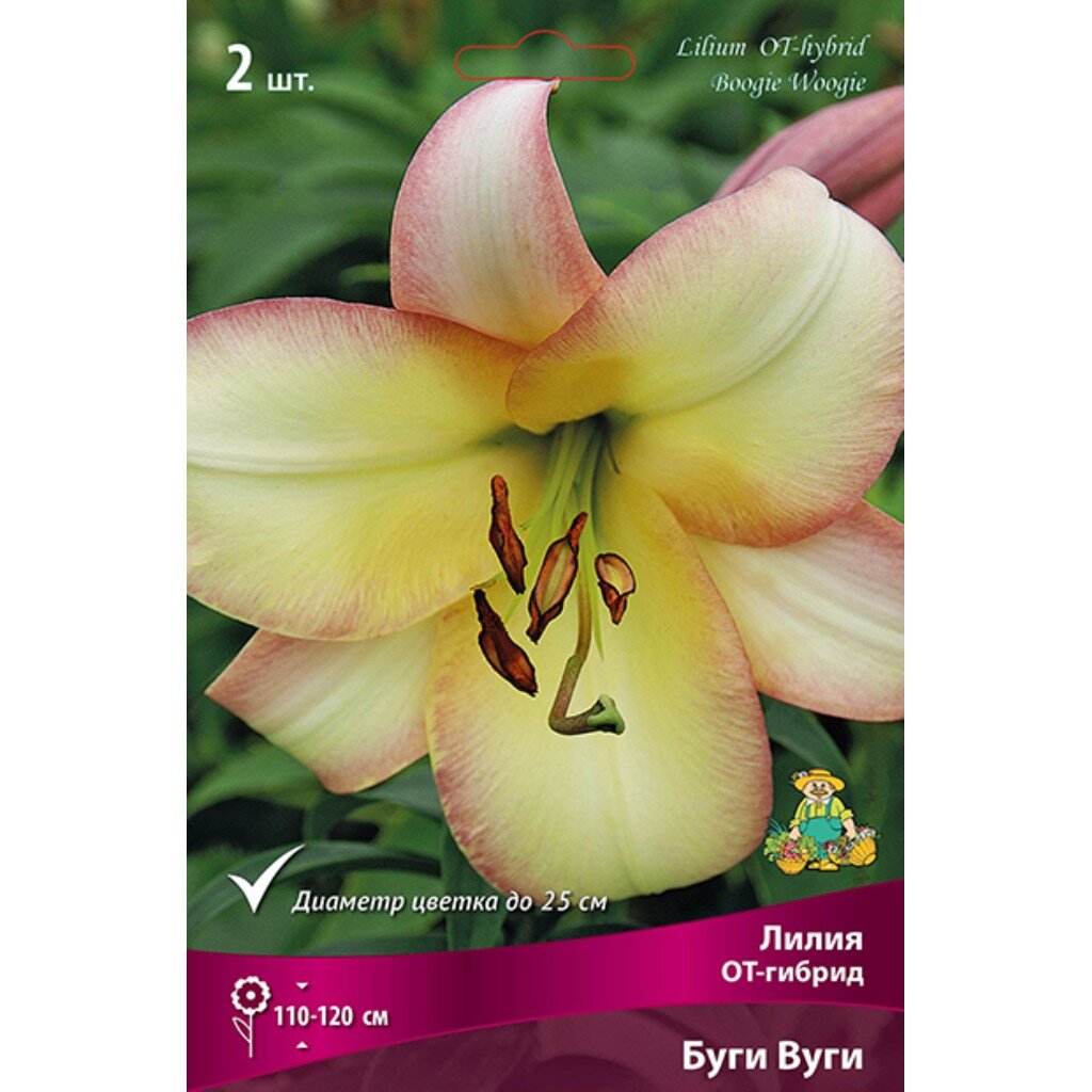 Луковицы Лилия ОТ-Гибрид, Буги Вуги, 14-16/К, 2 шт