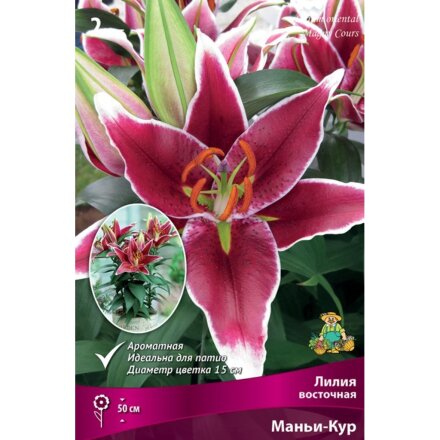 Луковицы Лилия восточная, Маньи-Кур, 12-14/К, 2 шт