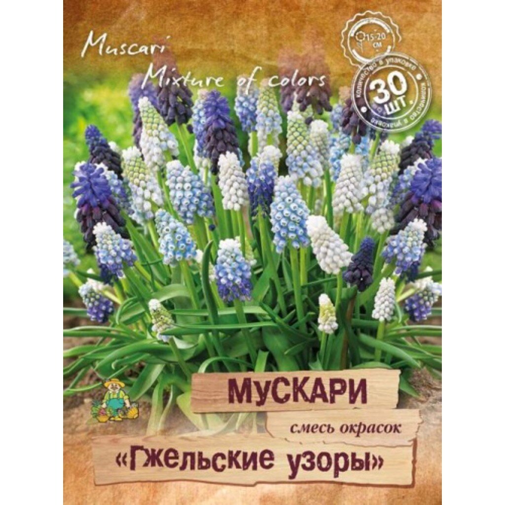 Луковицы Мускари, Гжельские узоры, 6-8/ПрУп, 30 шт