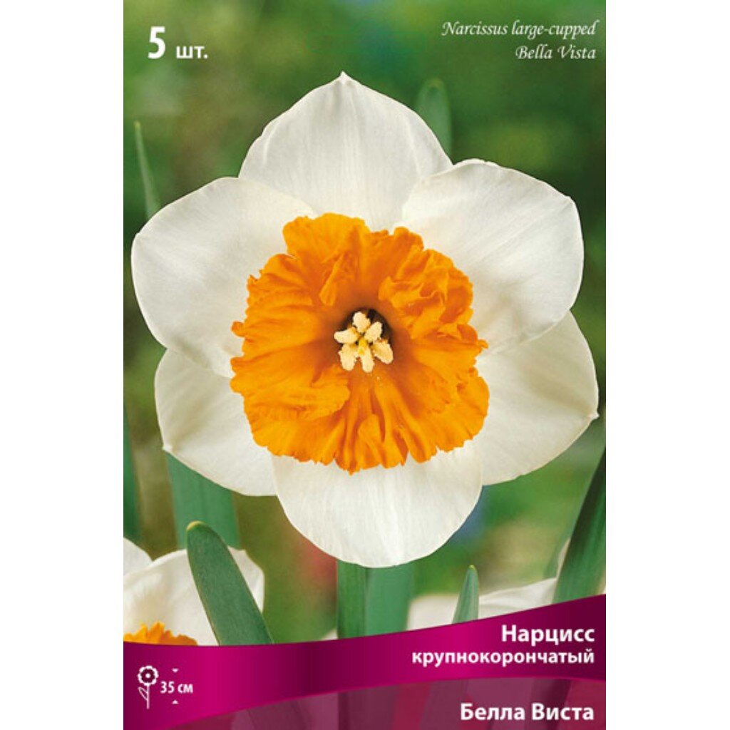 Луковицы Нарцисс крупнокорончатый, Белла Виста, 12-14/К, 5 шт