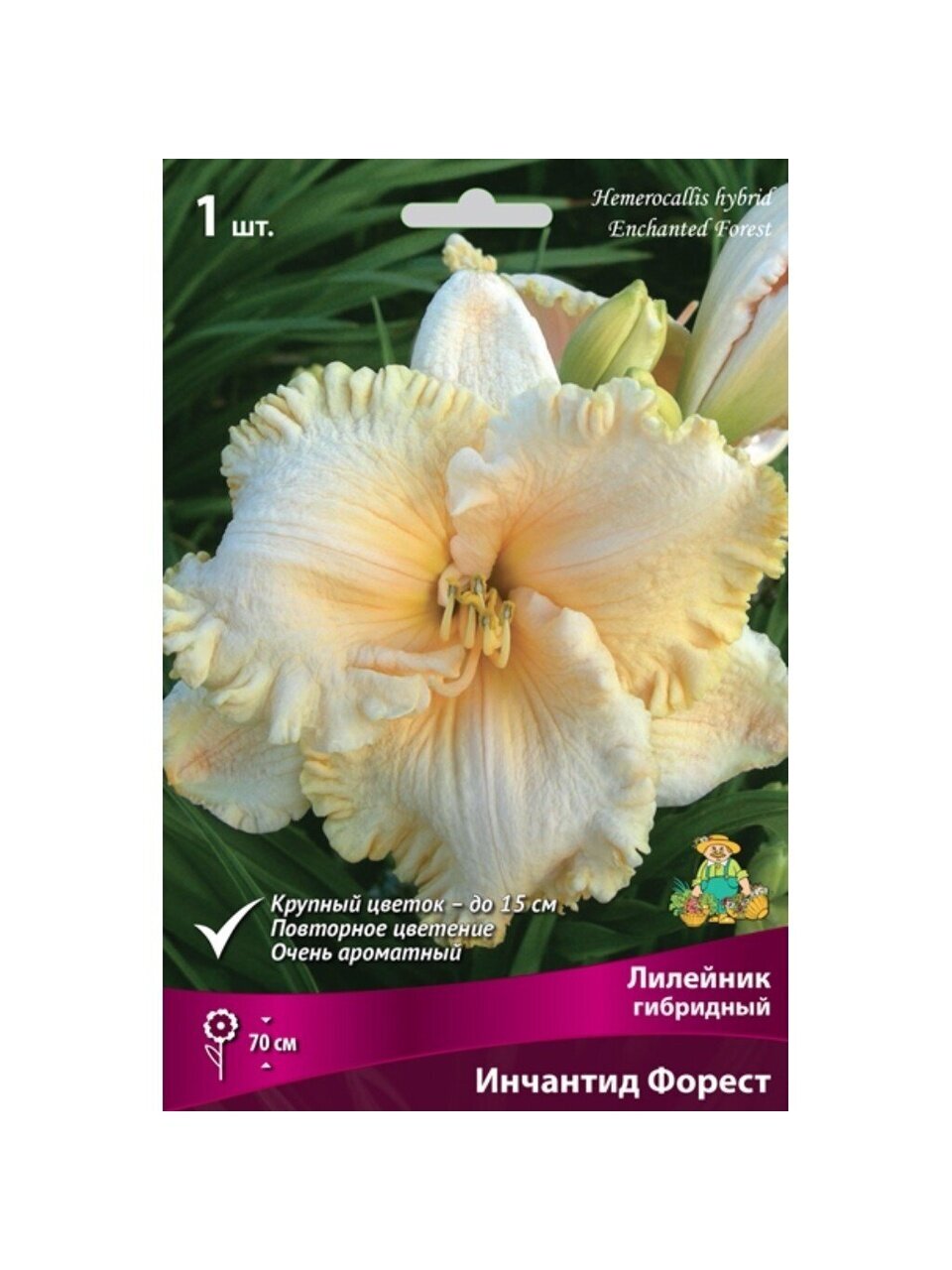 Корневище Лилейник гибридный, Инчантид Форест