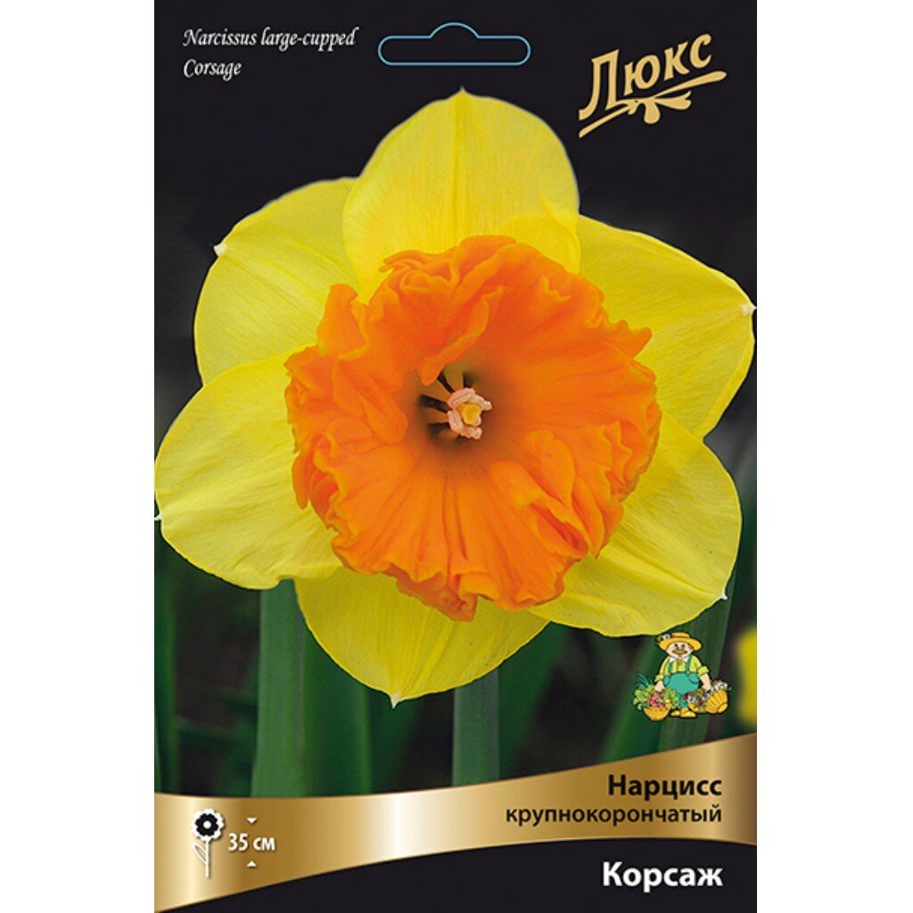 Луковицы Нарцисс крупнокорончатый, Корсаж, 12-14/К, 3 шт