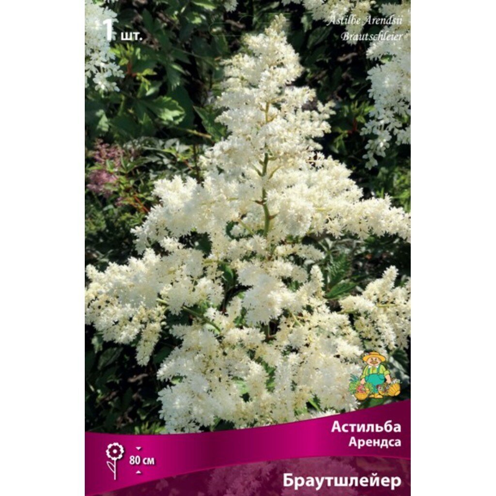 Корневище Астильба Арендса, Браутшлейер