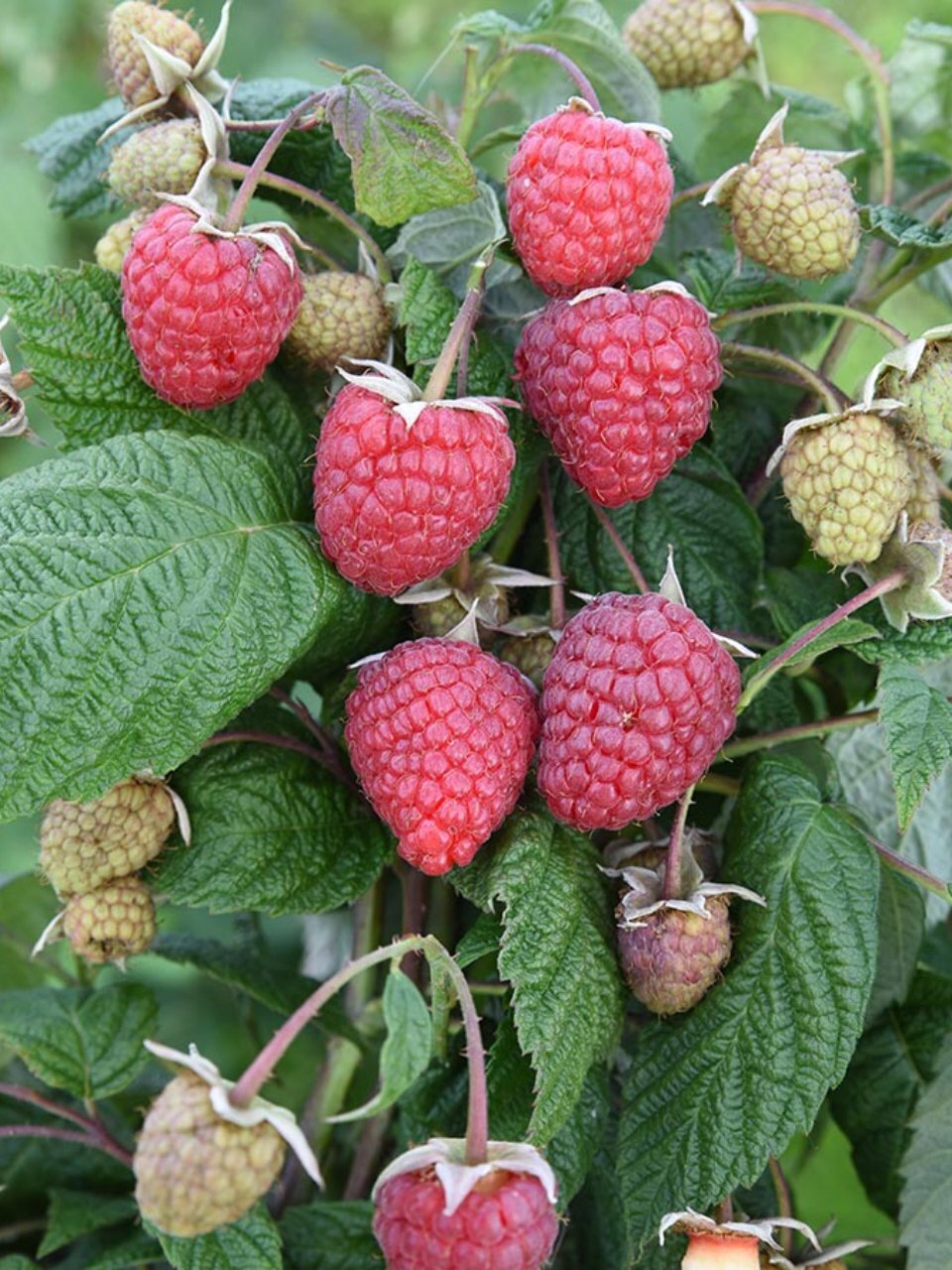 Саженцы Малина ремонтантная, Геракл, 752947