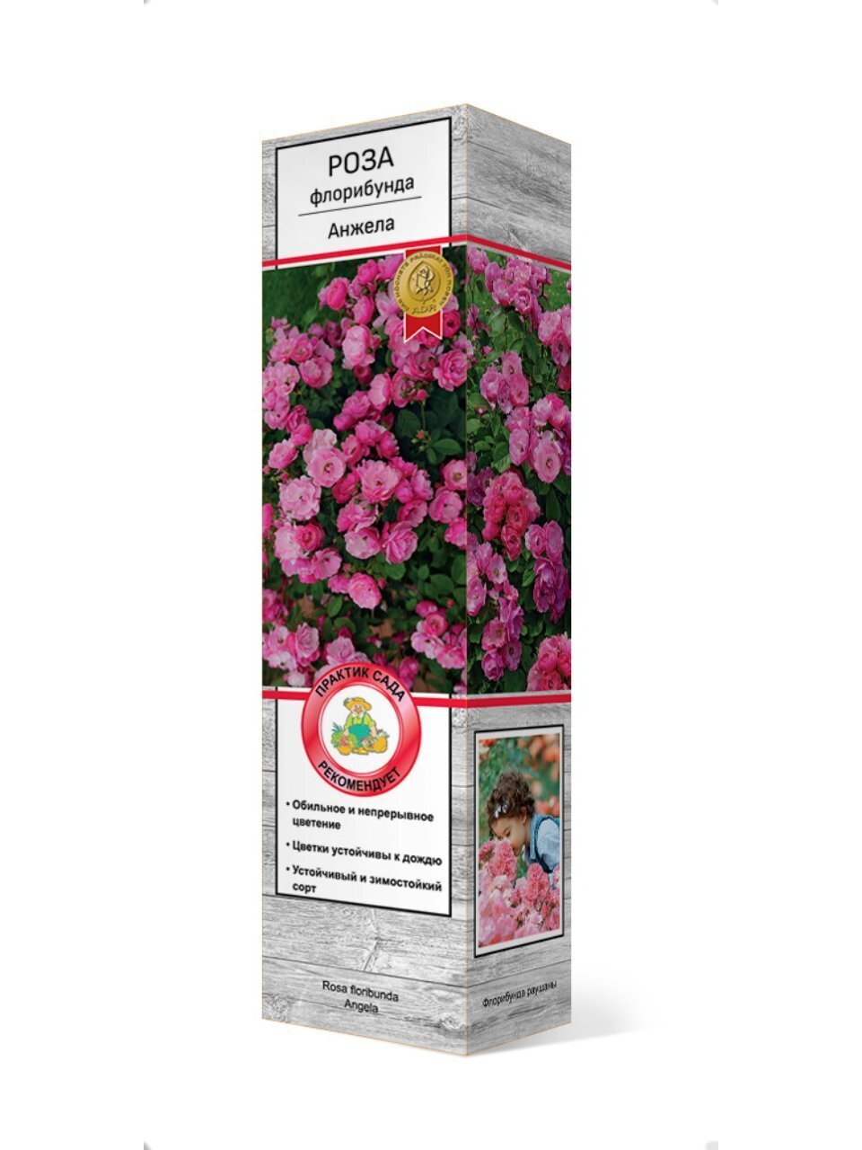 Саженцы Роза флорибунда, Анжела
