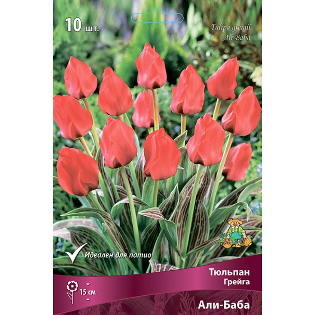 Луковицы Тюльпан Грейга, Али-Баба, 10-11/К, 10 шт