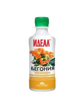 Бегония