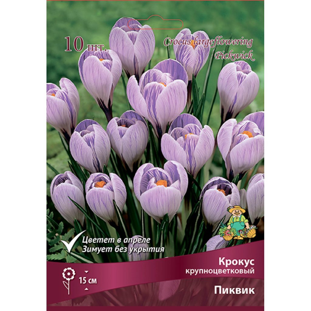 Луковицы Крокус крупноцветковый, Пиквик, 8-9/К, 10 шт