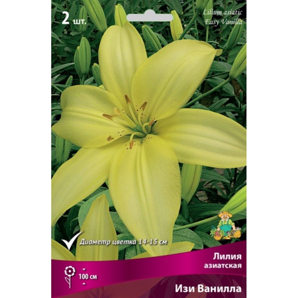 Луковицы Лилия азиатская, Изи Ванилла, 14-16/К, 2 шт