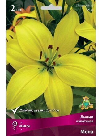 Луковицы Лилия азиатская, Мона, 14-16, 2 шт