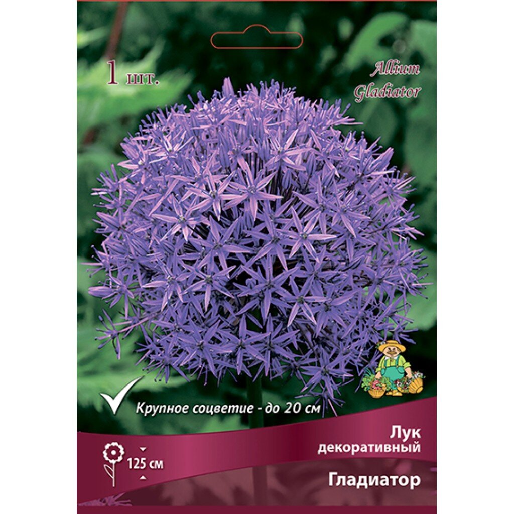 Луковицы Лук декоративный, Гладиатор, 20+/К