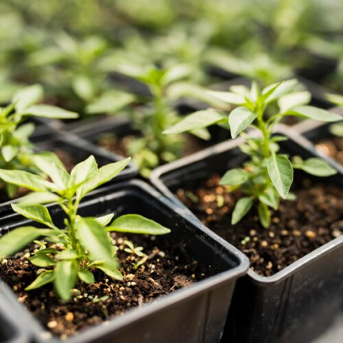 Домашняя рассада по акции