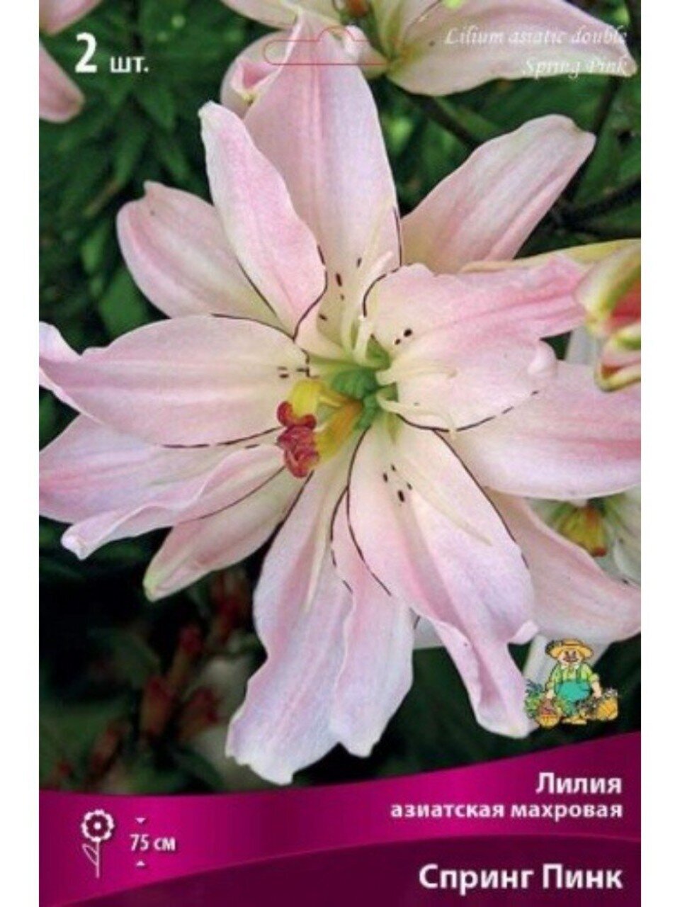 Луковицы Лилия азиатская, Спринг Пинк, 14-16, 2 шт