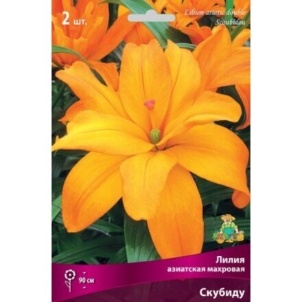 Луковицы Лилия азиатская, Скубиду, 14-16, 2 шт