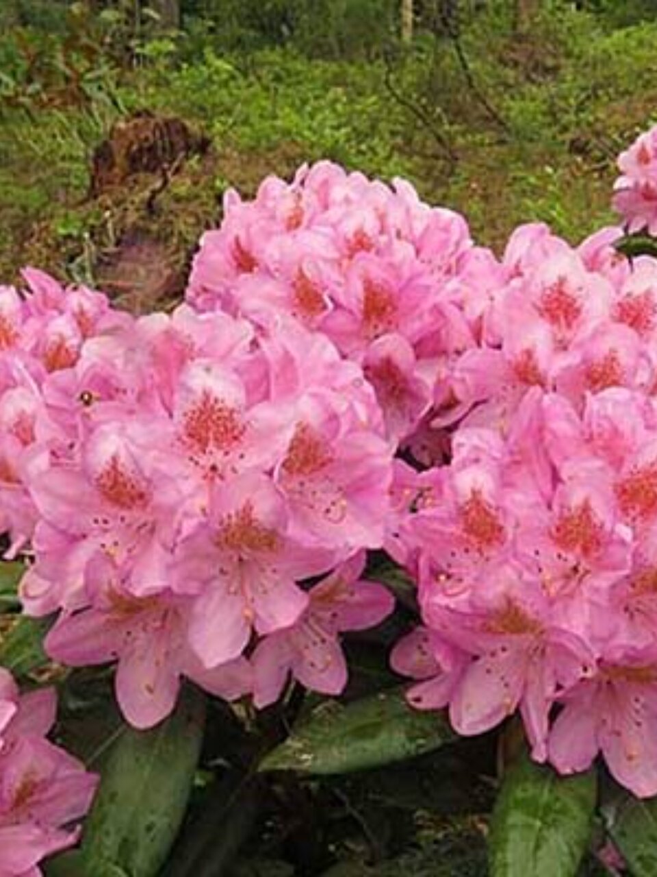 Саженцы Рододендрон гибридный, Бекка, 846987