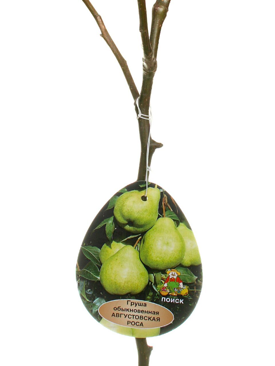 Саженцы Груша, Августовская Роса, летняя, зеленовато-желтая, 751590