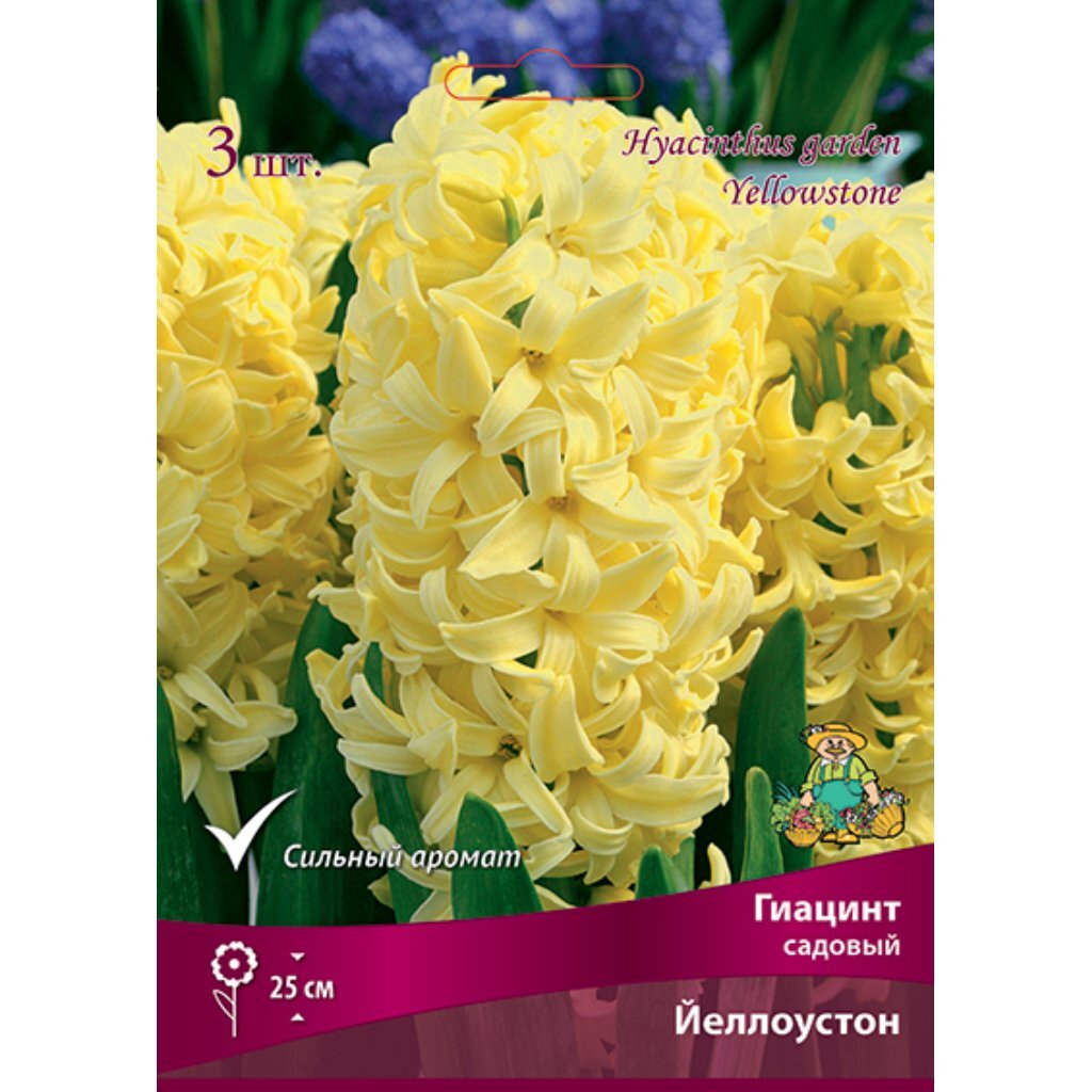 Луковицы Гиацинт садовый, Йеллоустон, 14-15/К, 3 шт