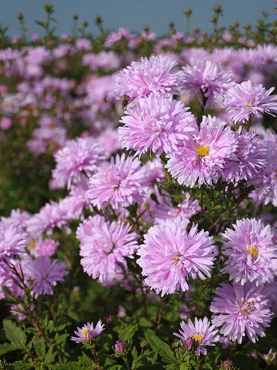 Корневище Астра новобельгийская, Фэллоушип