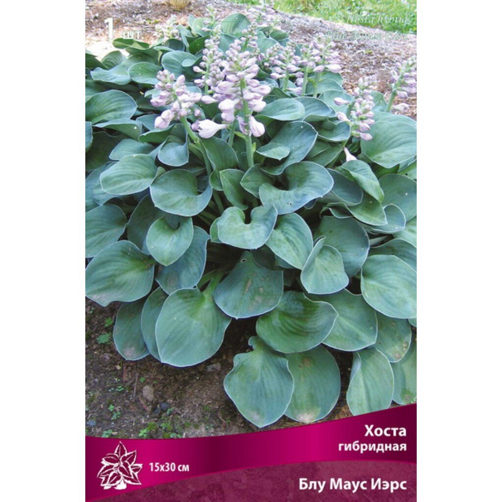 Корневище Хоста гибридная, Блу Маус Ирс