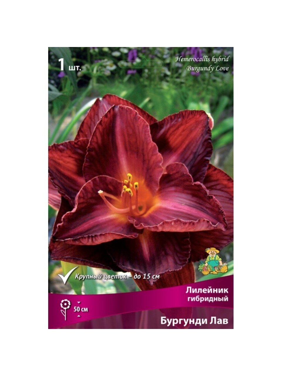 Корневище Лилейник гибридное, Бургунди Лав