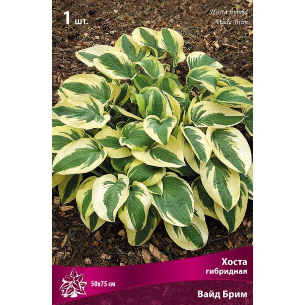 Корневище Хоста гибридная, Вайд Брим
