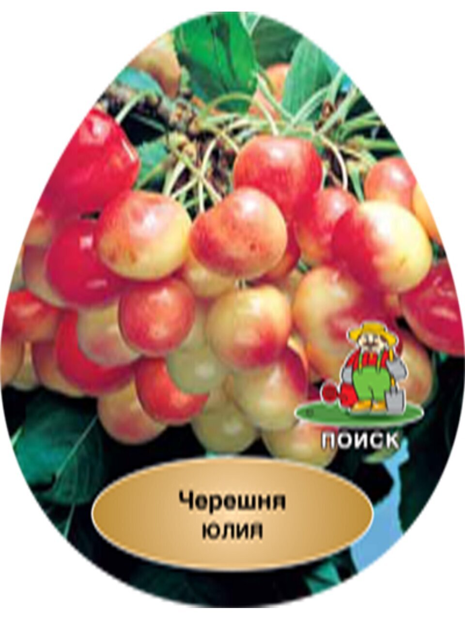 Саженцы Черешня, Юлия, 00000752169