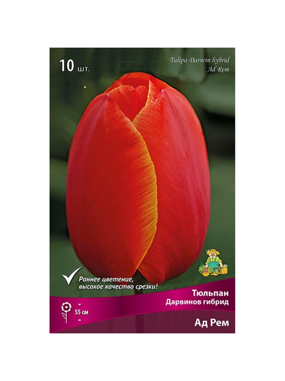 Луковицы Тюльпан Дарвинов гибрид, Ад Рем, 11-12/К, 10 шт