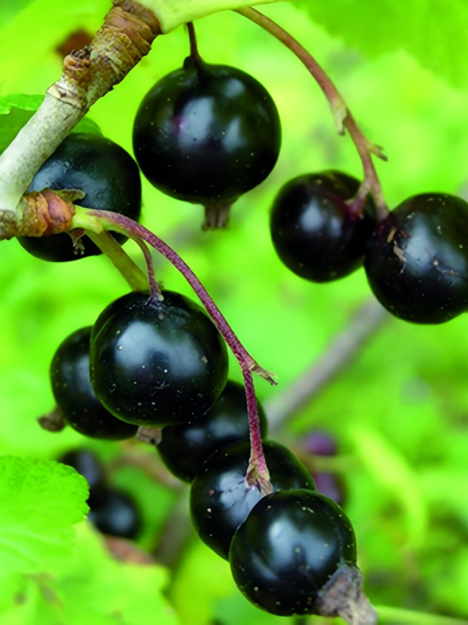 Саженцы Смородина черная, Грация, перспективные сорта, 753095