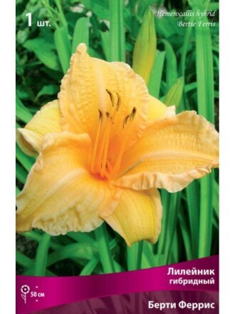 Корневище Лилейник гибридный, Берти Феррис, оранжевый гофрированное